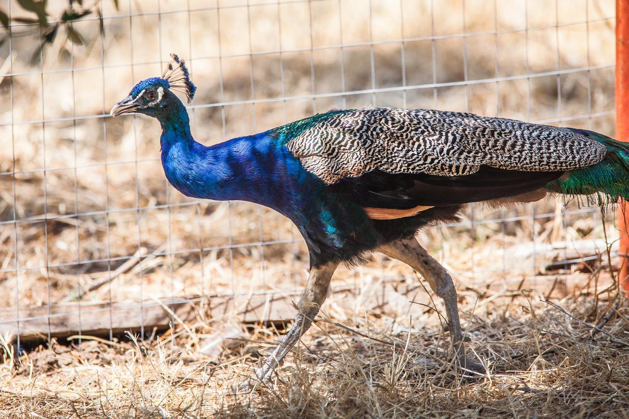 Il Gallo Con Gli Stivali Termoli Exterior foto