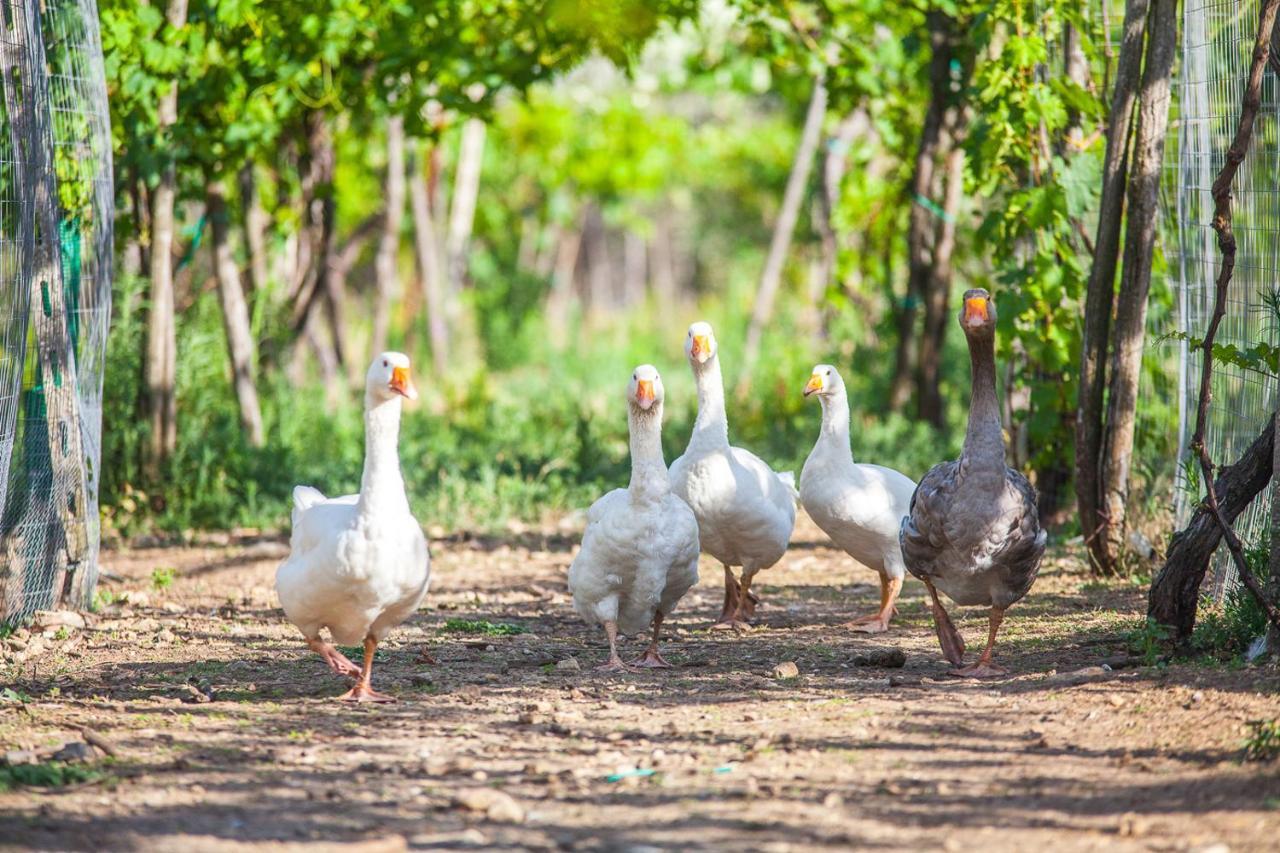 Il Gallo Con Gli Stivali Termoli Exterior foto