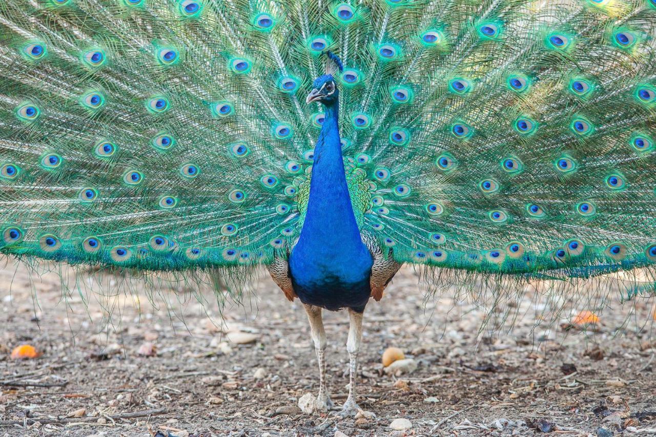 Il Gallo Con Gli Stivali Termoli Exterior foto